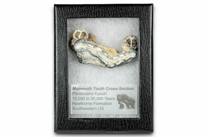 Mammoth Molar Slice With Case - South Carolina #335368